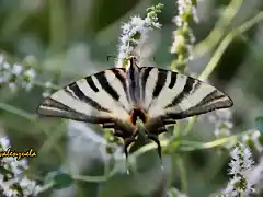 12, mariposa, marca