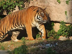 Zoo Barcelona 21-01-12 970 Zoo Barcelona 21-01-12 970