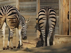 Zoo Barcelona 21-01-12 668 Zoo Barcelona 21-01-12 668