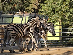 Zoo Barcelona 21-01-12 661 Zoo Barcelona 21-01-12 661