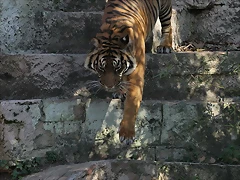 Zoo Barcelona 21-01-12 950 Zoo Barcelona 21-01-12 950