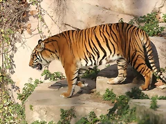 Zoo Barcelona 21-01-12 963 Zoo Barcelona 21-01-12 963