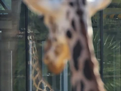 Zoo Barcelona 21-01-12 502 Zoo Barcelona 21-01-12 502