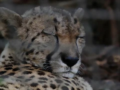 Zoo Barcelona 21-01-12 890 Zoo Barcelona 21-01-12 890