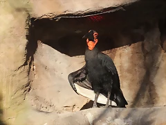 Zoo Barcelona 21-01-12 916 Zoo Barcelona 21-01-12 916