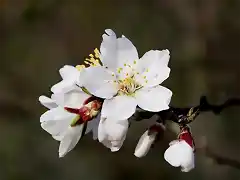 010, flor del almendro 2