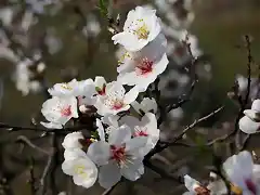 009, flor del almendro 1