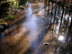 DSCN1135 DSCN1135