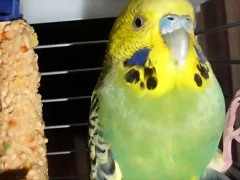 Pablo frente Pablo frente