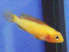 Apistogramma agassizii Apistogramma agassizii