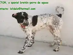 AITOR cruce perro de aguas- spaniel bretn