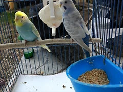IMG_20180815_074528181