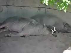 BABIRUSA 2