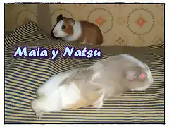 1maia nat