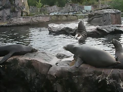 Zoos Wuppertal, Dortmund y Gelsenkirchen 01-10-09 683 Zoos Wuppertal, Dortmund y Gelsenkirchen 01-10-09 683