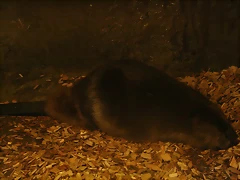 Zoos Wuppertal, Dortmund y Gelsenkirchen 01-10-09 654 Zoos Wuppertal, Dortmund y Gelsenkirchen 01-10-09 654