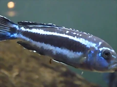 Pseudotropheus cyaneorhabdos (7-7-16 Seaworld, det yo) Pseudotropheus cyaneorhabdos (7-7-16 Seaworld, det yo)