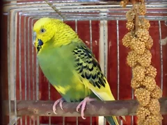 Pablo 14-10 Pablo 14-10