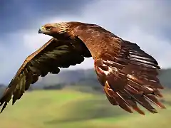 aguila DE DIOS