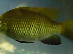 Tilapia guinasana (17-9-21 Haus des Meeres)