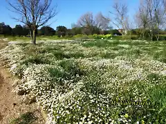 04, en el llano1, marca