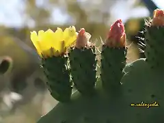 17, chumbos en flor, marca