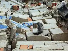 gato entre escombros