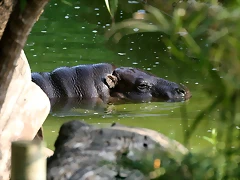 Zoo de Barcelona 30-04-11 i 01-05-11 244