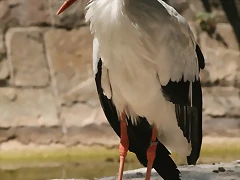 Zoo de Barcelona 30-04-11 i 01-05-11 340