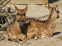 Zoo de Barcelona 26-02-12 122 Zoo de Barcelona 26-02-12 122