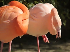 Zoo de Barcelona 26-02-12 154 Zoo de Barcelona 26-02-12 154
