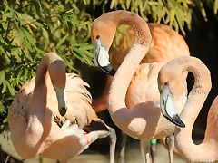 Zoo de Barcelona 26-02-12 160 Zoo de Barcelona 26-02-12 160