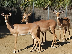 Zoo de Barcelona 26-02-12 002 Zoo de Barcelona 26-02-12 002