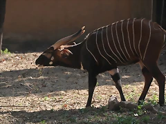 Zoo de Barcelona 26-02-12 566 Zoo de Barcelona 26-02-12 566