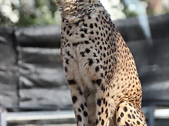Zoo de Barcelona 26-02-12 033 Zoo de Barcelona 26-02-12 033