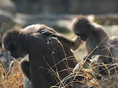 Zoo de Barcelona 26-02-12 615 Zoo de Barcelona 26-02-12 615