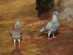 Zoo de Barcelona 26-02-12 316 Zoo de Barcelona 26-02-12 316