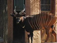 Zoo de Barcelona 26-02-12 378 Zoo de Barcelona 26-02-12 378