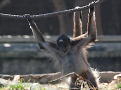 Zoo de Barcelona 26-02-12 603 Zoo de Barcelona 26-02-12 603