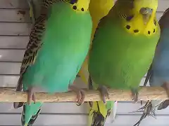 pareja_verde