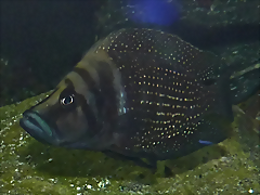 Altolamprologus calvus 2 Altolamprologus calvus 2
