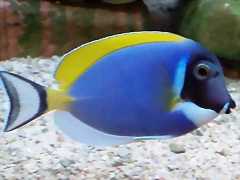 Acanthurus leucosternon
