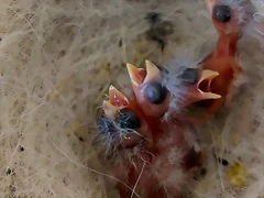 4 jilgueros nuevos