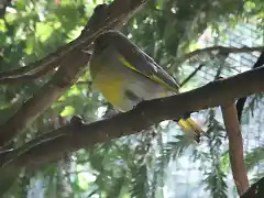 CANTABRIA (cabarceno y zoo de santillana) 631