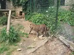 CANTABRIA (cabarceno y zoo de santillana) 675