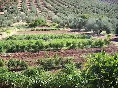 tabla de huerta en las Cas