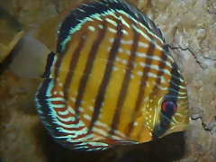 Symphysodon discus 2 (12-10-16 Acuario Fluvial de Zaragoza) Symphysodon discus 2 (12-10-16 Acuario Fluvial de Zaragoza)