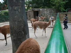 Zoo de Barcelona 01-11-10 190 Zoo de Barcelona 01-11-10 190