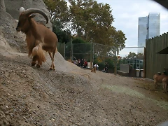 Zoo de Barcelona 01-11-10 345 Zoo de Barcelona 01-11-10 345