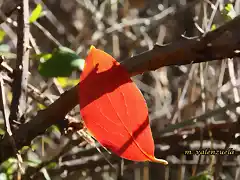 10, hojas de caqui, marca